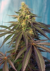 Cream Caramel CBD - Sweet Seeds