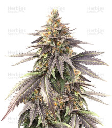 Pure Gelato (Vision Seeds) Cannabis-Samen