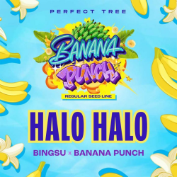 Halo Halo regulär - Perfect Tree Seeds