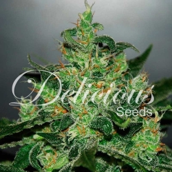 Critical Jack Herer Auto - Delicious Seeds