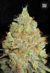 Critical Mass - Bulk Seeds Bank