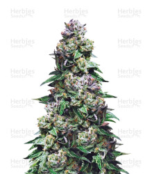 Purple Urkle (Pyramid Seeds) Cannabis-Samen