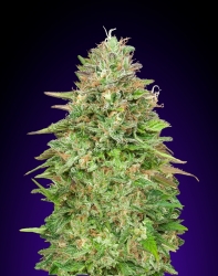 Critical Poison Fast Version - 00 Seeds