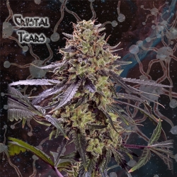 Crystal Tears - Geneseeds