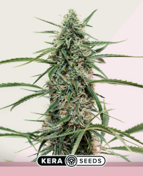 Hurricane Outdoor - Kera Seeds