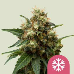 Ice - Royal Queen Seeds