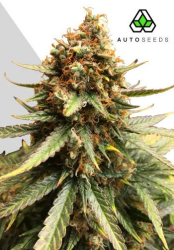 Juicy Lucy - Auto Seeds