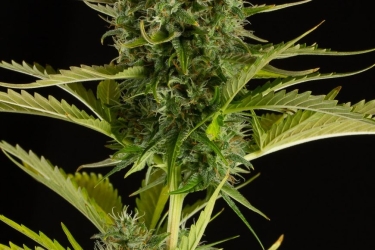 Kush-N-Cheese Auto feminisiert - Dinafem Seeds