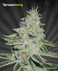 Dreamberry - Auto Seeds