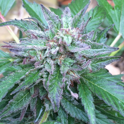 Early Bubba Reg. - ACE Seeds