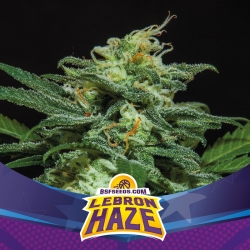 Lebron Haze XXL Auto - BSF Seeds