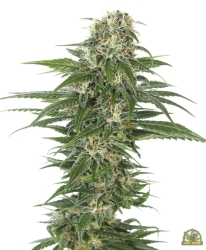 Early Skunk Automatic - Sensi Seeds