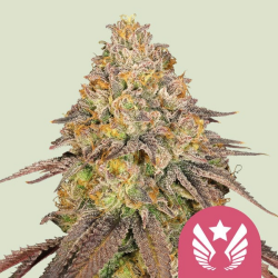 Legendary OG Punch - Royal Queen Seeds