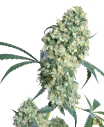 Ed Rosenthal Super Bud Reg. - Sensi Seeds