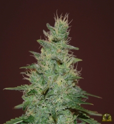 El Alquimista Auto - Samsara Seeds