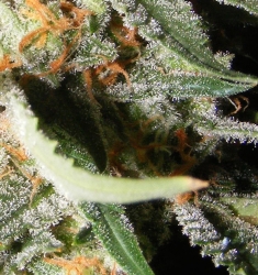 Exotic Kush - The Kush Brothers Seeds