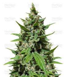 Gelato Auto feminisierte Samen von Herbies Seeds