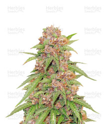 Godzilla Cookies Auto feminisierte Samen (Herbies Seeds)