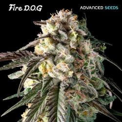 Fire DOG - Advanced Seeds