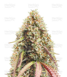 Gorilla Cookies Auto feminisierte Samen (Seedstockers)