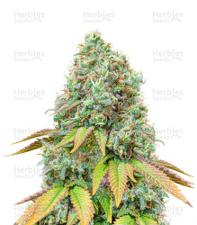 Sour Diesel Auto feminisierte Samen (Seedstockers)