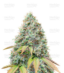 Sour Diesel feminisierte Samen (Seedstockers)