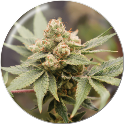 Medical Grape CBD - Medical Seeds