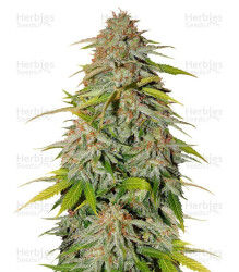 Ice Cream Cake Fast Flowering Samen feminisiert (Humboldt Seeds)