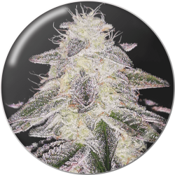 Medical Runntz - Medical Seeds