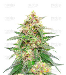 Orange Buddy Auto-Samen (Herbies Seeds)