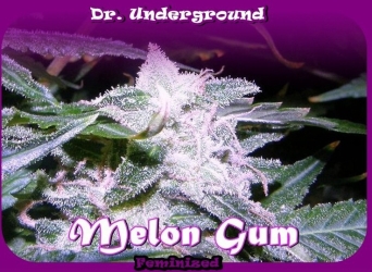 Melon Gum - Dr. Underground