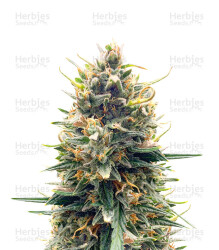 Tropicana Cookies Auto feminisierte Samen (Fast Buds)