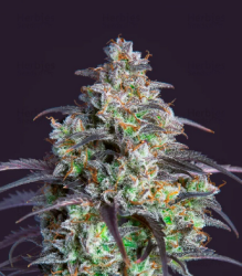 Mimosa Cake Auto - FastBuds Seeds