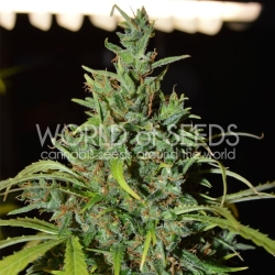 Neville Haze Auto - World of Seeds