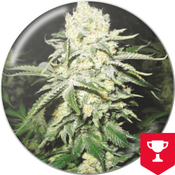 No Name - Medical Seeds