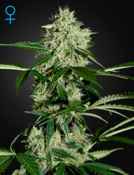 Northern Light Auto - GreenHouse Seeds