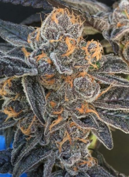 Girl Scout Gum Reg. - BC Bud Depot