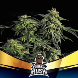 OBG Kush Fast Version - BSF Seeds