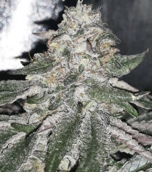 Orange Cane - Black Farm Genetix