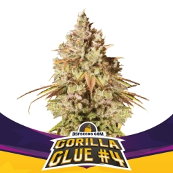 Gorilla Glue #4 - BSF Seeds