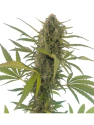 Gorilla Snow Ultra CBD - éLite Seeds