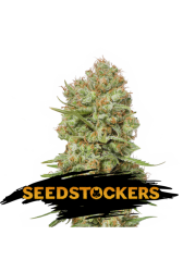 Green Crack - Seedstockers