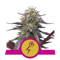 Green Crack Punch - Royal Queen Seeds