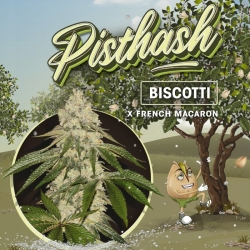 Pisthash - T.H. Seeds