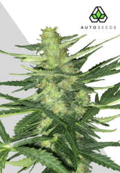 Polar Express - Auto Seeds