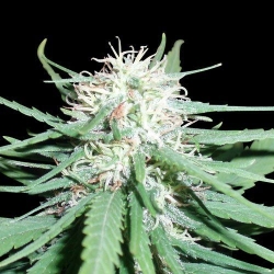 Haze No.1 Reg. - Spliff Seeds