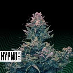 Hazenberg AM Auto - Hypno Seeds