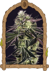 Purple Shot - Exotic Seeds