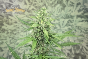 Hermana de la Noche - Super Strains