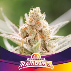 Rainbows - BSF Seeds